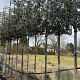 Quercus ilex 8-10 HO container 180 cm stam lei 120x120