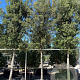 Quercus ilex 30-35 HO container piramide