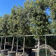 Quercus ilex 30-35 HO container piramide