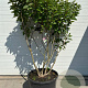 Hydrangea pan. Pinky Winky 150-200 cm container