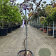 Wisteria brach. 'Iko-yama-fuji' 90 cm stam container Halfstam Parasol
