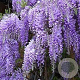Wisteria sinensis 'Prematura' 500-550 cm container Gestokt