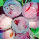 Prunus d. 'Opal' 8-10 HO wortelgoed