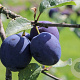 Prunus d. 'Anna Späth' 8-10 HO wortelgoed