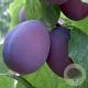 Prunus d. 'Belle de Louvain' 8-10 HO wortelgoed