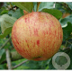 Malus d. 'Zoete Kroon' 8-10 HO wortelgoed