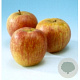 Malus d. 'Rode Dijkmanszoet' 8-10 HO wortelgoed