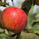 Malus d. 'Roda Mantet' 8-10 HO wortelgoed