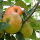 Malus d. 'Zoete Oranje' 8-10 HO wortelgoed