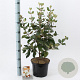Viburnum burkw. 'Anne Russell' 50-60 cm 5,0L