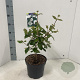 Viburnum burkw. 'Anne Russell' 50-60 cm 5,0L