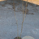 Chionanthus virginicus 60-80 cm met kluit