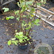 Chionanthus virginicus 40-50 cm 7,5L najaarspotting