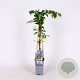 Wisteria flor. 'Violacea Plena' 70 cm 2,0L