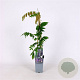 Wisteria flor. 'Lawrence' 70 cm 2,0L