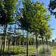 Ulmus minor 'Wanoux' 18-20 HO draadkluit