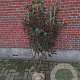 Viburnum lantana 100-125 cm met kluit struik meerstammig