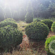 Taxus baccata 110-120 cm draadkluit bol
