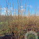 Corylus avellana 250-300 cm draadkluit struik 175-200 diameter