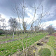Acer campestre 350-400 cm draadkluit meerstammig 