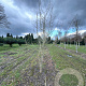 Acer campestre 350-400 cm draadkluit meerstammig 