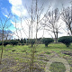 Acer campestre 350-400 cm draadkluit meerstammig 