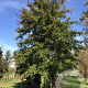 Quercus palustris 50-60 HO draadkluit