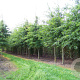 Quercus palustris 30-35 HO draadkluit