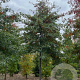 Quercus palustris 35-40 HO draadkluit