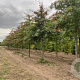 Quercus palustris 35-40 HO draadkluit