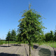 Quercus palustris 25-30 HO draadkluit