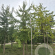 Ginkgo biloba 30-35 HO draadkluit