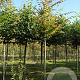 Zelkova serrata 12-14 HO draadkluit