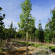 Acer negundo 18-20 HO draadkluit