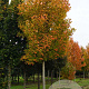 Acer rubrum 'Franksred' 20-25 HO draadkluit