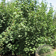 Acer pseudoplatanus 350-400 cm draadkluit meerstammig 