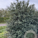 Osmanthus burkwoodii 200-250 cm draadkluit struik
