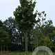 Tilia tomentosa 'Brabant' 20-25 HO draadkluit