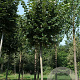 Tilia tomentosa 'Brabant' 20-25 HO draadkluit