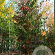 Acer saccharinum 10-12 HO draadkluit