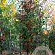 Acer saccharinum 10-12 HO draadkluit