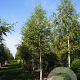 Betula pendula 25-30 HO draadkluit