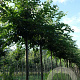 Ulmus 'Columella' 16-18 HO draadkluit