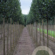 Ulmus 'Columella' 14-16 HO draadkluit