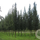 Ulmus 'Columella' 35-40 HO draadkluit