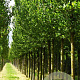Ulmus 'Columella' 25-30 HO draadkluit