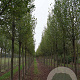 Ulmus 'Columella' 25-30 HO draadkluit