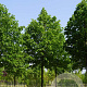 Tilia cordata 'Greenspire' 35-40 HO draadkluit