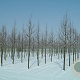 Tilia cordata 'Greenspire' 30-35 HO draadkluit