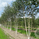 Betula utilis jacquemontii 10-12 HO draadkluit